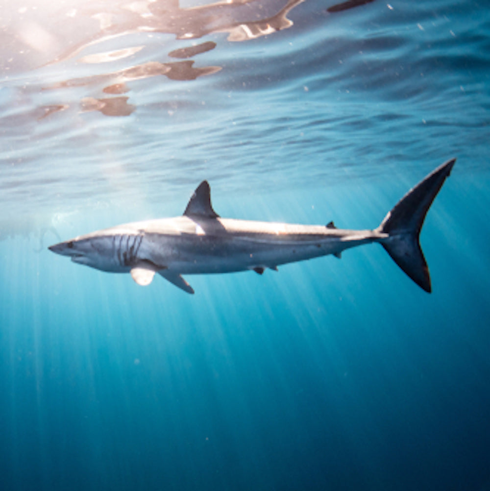 Mako Shark under water